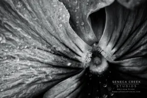 SALE - "Morning Rain on the Face of a Pansy, Black and White" 12x18 Fine Art Metal Print - Scratch and Dent Sale